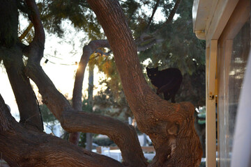 Naoxos Greek Island Holiday Vacation