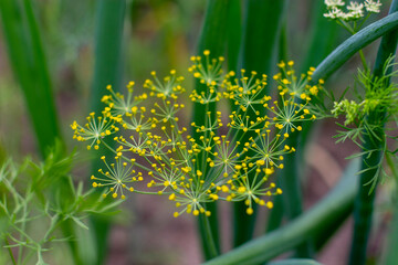 Yellow dill inflorescence on a sunny summer day in the garden