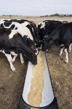 Dairy herd eating grain in paddock