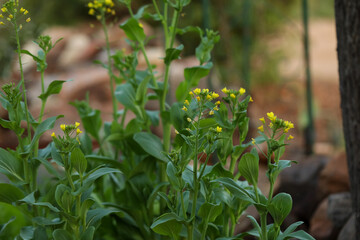 Pak choy plants growing in vegetable garden with mass of yellow flowers