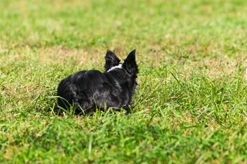 Herding Dog Stares Out Into Field From Behind