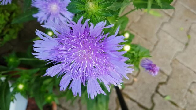 Close up of Stokes aster, also called Stokesia laevis or Kornblumenaster