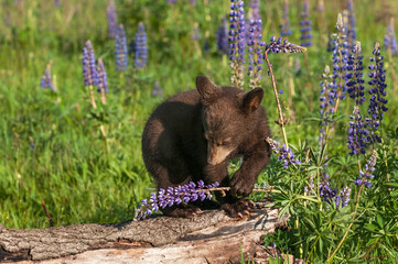 Black Bear Cub (Ursus americanus) Looks Down at Bent Lupine Stalk Summer © hkuchera