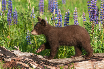 Black Bear Cub (Ursus americanus) Steps Along Log Lupine in Background Summer