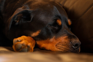 Fototapeta premium Beautiful brown and tan female rottweiler dog sleeping on leather lounge