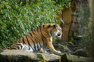 Tiger sitzend im Zoo, Deutschland