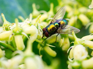 fly on leaf