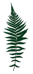 Fern Leaf Silhouette Vector Background Illustration