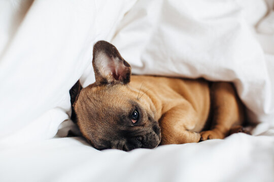 A french bulldog puppy lying in white sheets on a bed