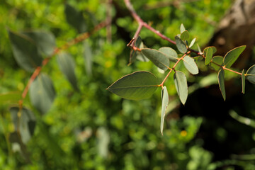 Close up image of leaves of Cider Gum ( Apple Eucalyptus) tree