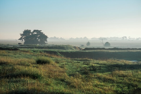 Cows walking out after milking on misty morning