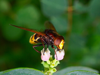 fly on a flower