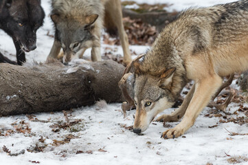Grey Wolf (Canis lupus) Sniffs Ground Near Deer Carcass Winter