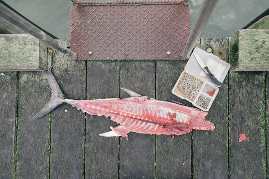 Tuna used as fish bait on fishing wharf