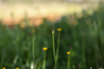 Dandelion flowers growing among other weeds