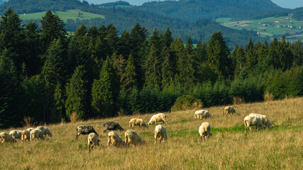 A flock of sheep on a mountain 