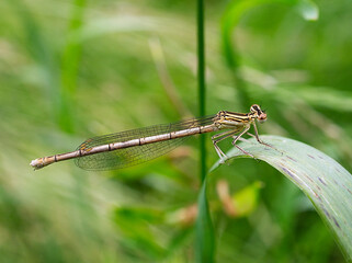 dragonfly on a leaf