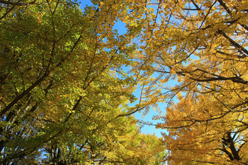A tree lined avenue of ginkgo trees with yellow leaves