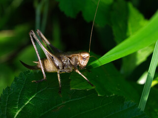 grasshopper on a leaf