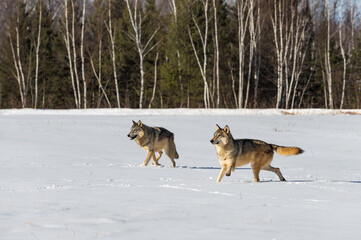Fototapeta na wymiar Grey Wolves (Canis lupus) Look Up Expectantly in Field Winter