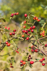 Rosehip branches with ripe red fruits grow on the bush. Medicinal plants in wildlife
