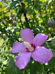 rose petal flower with drops of water