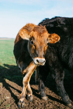 Dairy cow having a scratch against another cow