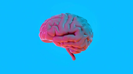 Human brain on blue background 3d render illustration