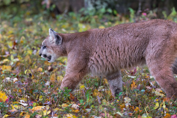 Cougar (Puma concolor) Prowls Left Along Ground Autumn