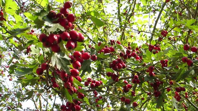 The bush of the red hawthorn sways the wind Crataegus
