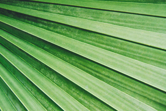 Palm leaf