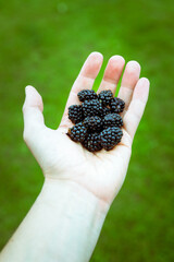 Hand with open palm and filled with blackberries