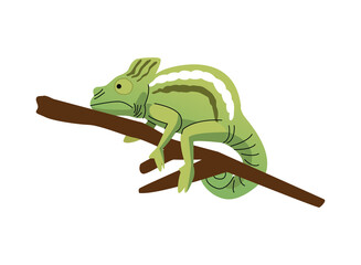 wild chameleon animal nature icon © Jemastock