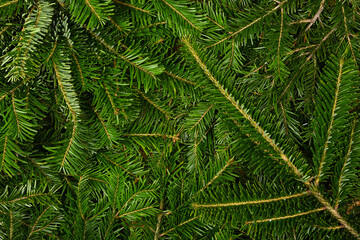 Close up background of fresh green spruce branches