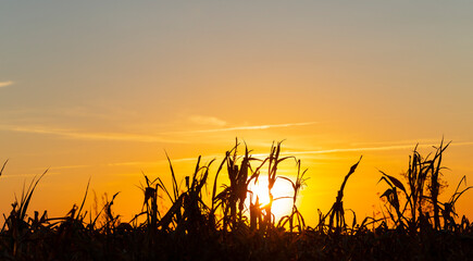 Dry corn field at the beautiful yellow dawn. Corn plantation, damaged during drought.