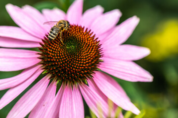 Close up of a pink flower