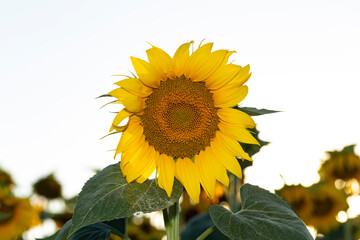 Sunflower Flower Blossom. Golden sunflower in the field backlit by the rays of the setting sun.