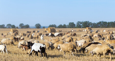 Obraz premium A herd of goats and sheep. Animals graze on the stubble of wheat. Round bales of straw in the field.