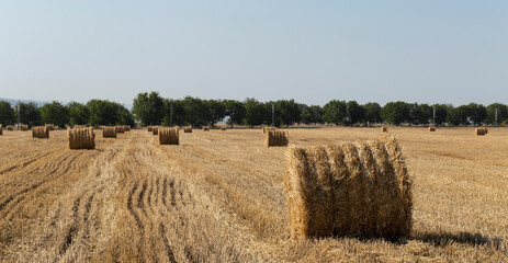 Wheat harvesting. Round bales of straw in the field.