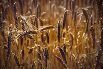 épis de blé dans un champ