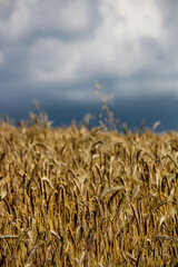 épis de blé dans un champ
