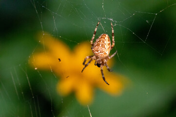 Spider on the web