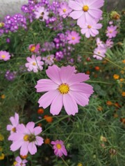 Fototapeta premium Kosmeya flowers blooms in the garden,cloudy September, warm weather today