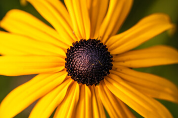 Sunflower close up