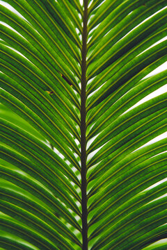 Palm leaf