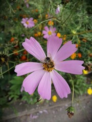 Obraz premium Kosmeya flowers blooms in the garden,cloudy September, warm weather today