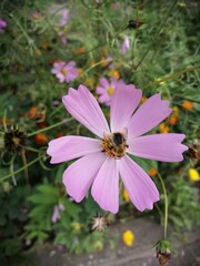 Kosmeya flowers blooms in the garden,cloudy September, warm weather today