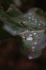 water drops on a leaf