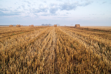 Obraz premium Bales in the field