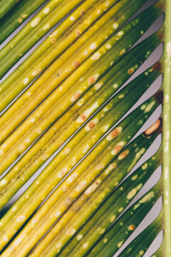 Close of Sago Palm leaves.